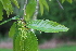  ( - EDNA22-0062555)  @11 [ ] NonCommercial ShareAlike (2023) Markus Ruhsam Royal Botanic Garden Edinburgh