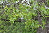  ( - EDNA22-0062555)  @11 [ ] NonCommercial ShareAlike (2023) Markus Ruhsam Royal Botanic Garden Edinburgh