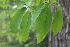  ( - EDNA22-0062555)  @11 [ ] NonCommercial ShareAlike (2023) Markus Ruhsam Royal Botanic Garden Edinburgh