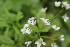  ( - EDNA22-0062556)  @11 [ ] NonCommercial ShareAlike (2023) Markus Ruhsam Royal Botanic Garden Edinburgh