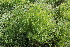  ( - EDNA22-0062560)  @11 [ ] NonCommercial ShareAlike (2023) Markus Ruhsam Royal Botanic Garden Edinburgh