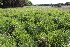 ( - EDNA22-0062560)  @11 [ ] NonCommercial ShareAlike (2023) Markus Ruhsam Royal Botanic Garden Edinburgh