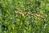  ( - EDNA22-0062560)  @11 [ ] NonCommercial ShareAlike (2023) Markus Ruhsam Royal Botanic Garden Edinburgh