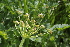  ( - EDNA22-0062560)  @11 [ ] NonCommercial ShareAlike (2023) Markus Ruhsam Royal Botanic Garden Edinburgh