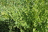  ( - EDNA22-0062560)  @11 [ ] NonCommercial ShareAlike (2023) Markus Ruhsam Royal Botanic Garden Edinburgh