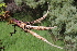  ( - EDNA22-0062560)  @11 [ ] NonCommercial ShareAlike (2023) Markus Ruhsam Royal Botanic Garden Edinburgh