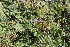  ( - EDNA22-0062561)  @11 [ ] NonCommercial ShareAlike (2023) Markus Ruhsam Royal Botanic Garden Edinburgh