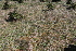  ( - EDNA22-0062561)  @11 [ ] NonCommercial ShareAlike (2023) Markus Ruhsam Royal Botanic Garden Edinburgh