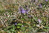  ( - EDNA22-0062561)  @11 [ ] NonCommercial ShareAlike (2023) Markus Ruhsam Royal Botanic Garden Edinburgh