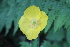  ( - EDNA22-0062565)  @11 [ ] NonCommercial ShareAlike (2023) Markus Ruhsam Royal Botanic Garden Edinburgh