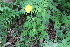  ( - EDNA22-0062565)  @11 [ ] NonCommercial ShareAlike (2023) Markus Ruhsam Royal Botanic Garden Edinburgh
