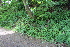  ( - EDNA22-0062565)  @11 [ ] NonCommercial ShareAlike (2023) Markus Ruhsam Royal Botanic Garden Edinburgh