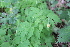  ( - EDNA22-0062565)  @11 [ ] NonCommercial ShareAlike (2023) Markus Ruhsam Royal Botanic Garden Edinburgh