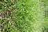  ( - EDNA22-0062629)  @11 [ ] NonCommercial ShareAlike (2023) Markus Ruhsam Royal Botanic Garden Edinburgh