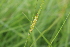  ( - EDNA22-0062629)  @11 [ ] NonCommercial ShareAlike (2023) Markus Ruhsam Royal Botanic Garden Edinburgh