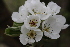  ( - EDNA22-0062631)  @11 [ ] NonCommercial ShareAlike (2023) Markus Ruhsam Royal Botanic Garden Edinburgh