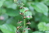  ( - EDNA22-0062641)  @11 [ ] NonCommercial ShareAlike (2023) Markus Ruhsam Royal Botanic Garden Edinburgh