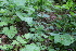  ( - EDNA22-0062641)  @11 [ ] NonCommercial ShareAlike (2023) Markus Ruhsam Royal Botanic Garden Edinburgh