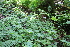  ( - EDNA22-0062641)  @11 [ ] NonCommercial ShareAlike (2023) Markus Ruhsam Royal Botanic Garden Edinburgh