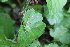  ( - EDNA22-0062641)  @11 [ ] NonCommercial ShareAlike (2023) Markus Ruhsam Royal Botanic Garden Edinburgh