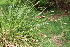  ( - EDNA22-0062643)  @11 [ ] NonCommercial ShareAlike (2023) Markus Ruhsam Royal Botanic Garden Edinburgh
