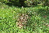  ( - EDNA22-0062643)  @11 [ ] NonCommercial ShareAlike (2023) Markus Ruhsam Royal Botanic Garden Edinburgh