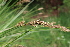  ( - EDNA22-0062643)  @11 [ ] NonCommercial ShareAlike (2023) Markus Ruhsam Royal Botanic Garden Edinburgh