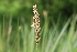  ( - EDNA22-0062643)  @11 [ ] NonCommercial ShareAlike (2023) Markus Ruhsam Royal Botanic Garden Edinburgh