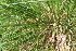  ( - EDNA22-0062643)  @11 [ ] NonCommercial ShareAlike (2023) Markus Ruhsam Royal Botanic Garden Edinburgh
