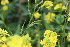  ( - EDNA22-0062649)  @11 [ ] NonCommercial ShareAlike (2023) Markus Ruhsam Royal Botanic Garden Edinburgh