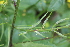  ( - EDNA22-0062649)  @11 [ ] NonCommercial ShareAlike (2023) Markus Ruhsam Royal Botanic Garden Edinburgh