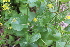  ( - EDNA22-0062649)  @11 [ ] NonCommercial ShareAlike (2023) Markus Ruhsam Royal Botanic Garden Edinburgh
