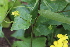  ( - EDNA22-0062649)  @11 [ ] NonCommercial ShareAlike (2023) Markus Ruhsam Royal Botanic Garden Edinburgh