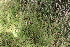  ( - EDNA22-0062743)  @11 [ ] CreativeCommons  Attribution Non-Commercial Share-Alike (2023) Markus Ruhsam Royal botanic Garden Edinburgh