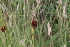  ( - EDNA22-0062743)  @11 [ ] NonCommercial ShareAlike (2023) Markus Ruhsam Royal Botanic Garden Edinburgh