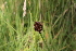  ( - EDNA22-0062743)  @11 [ ] NonCommercial ShareAlike (2023) Markus Ruhsam Royal Botanic Garden Edinburgh