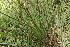  ( - EDNA22-0062743)  @11 [ ] CreativeCommons  Attribution Non-Commercial Share-Alike (2023) Markus Ruhsam Royal botanic Garden Edinburgh