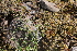  ( - EDNA22-0062754)  @11 [ ] NonCommercial ShareAlike (2023) Markus Ruhsam Royal Botanic Garden Edinburgh