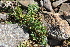  ( - EDNA22-0062754)  @11 [ ] NonCommercial ShareAlike (2023) Markus Ruhsam Royal Botanic Garden Edinburgh