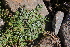  ( - EDNA22-0062754)  @11 [ ] NonCommercial ShareAlike (2023) Markus Ruhsam Royal Botanic Garden Edinburgh