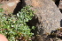  ( - EDNA22-0062754)  @11 [ ] NonCommercial ShareAlike (2023) Markus Ruhsam Royal Botanic Garden Edinburgh