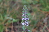  ( - EDNA22-0062759)  @11 [ ] NonCommercial ShareAlike (2023) Markus Ruhsam Royal Botanic Garden Edinburgh