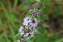  ( - EDNA22-0062759)  @11 [ ] NonCommercial ShareAlike (2023) Markus Ruhsam Royal Botanic Garden Edinburgh