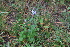  ( - EDNA22-0062759)  @11 [ ] NonCommercial ShareAlike (2023) Markus Ruhsam Royal Botanic Garden Edinburgh