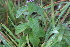  ( - EDNA22-0062759)  @11 [ ] NonCommercial ShareAlike (2023) Markus Ruhsam Royal Botanic Garden Edinburgh