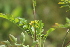  ( - EDNA22-0062762)  @11 [ ] NonCommercial ShareAlike (2023) Markus Ruhsam Royal Botanic Garden Edinburgh
