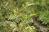  ( - EDNA22-0062762)  @11 [ ] NonCommercial ShareAlike (2023) Markus Ruhsam Royal Botanic Garden Edinburgh