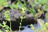  ( - EDNA22-0062762)  @11 [ ] NonCommercial ShareAlike (2023) Markus Ruhsam Royal Botanic Garden Edinburgh