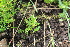  ( - EDNA22-0062762)  @11 [ ] NonCommercial ShareAlike (2023) Markus Ruhsam Royal Botanic Garden Edinburgh