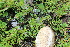  ( - EDNA22-0062762)  @11 [ ] NonCommercial ShareAlike (2023) Markus Ruhsam Royal Botanic Garden Edinburgh